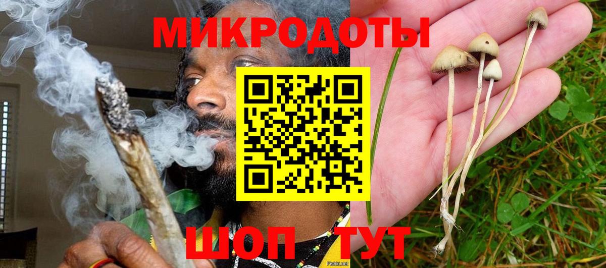 Псилоцибиновые грибы Psilocybe Чистополь